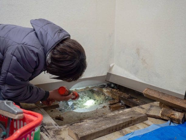 Best Airborne Mold Testing  in Collinwood, TN