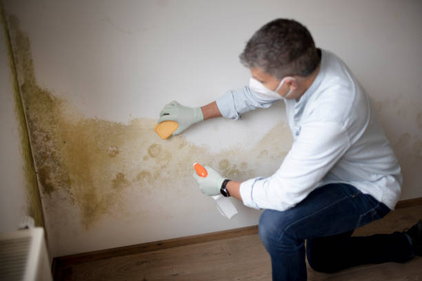 Best Mold Remediation for Healthcare Facilities  in Collinwood, TN